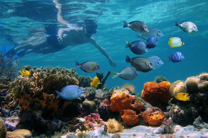 Key West Afternoon Reef Snorkeling with Open Bar - The return ride and post-swim bar
