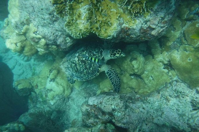 Key West Afternoon Reef Snorkeling with Open Bar - Who will enjoy the Dip and Sip afternoon trip