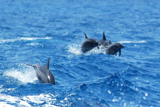 Key West Dolphin and Snorkel Experience - A sunset ride back to South Beach