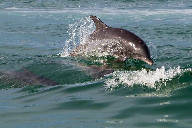 Key West Dolphin and Snorkel Experience - Is $69.95 a good price?