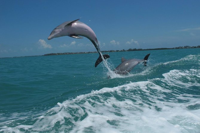 Key West Dolphin and Snorkel Experience - Should you book the Key West Dolphin and Snorkel Experience?