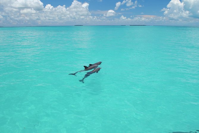 Key West Dolphin Watch and Snorkel Tour - Eco Adventure - Two Key West water experiences in three hours
