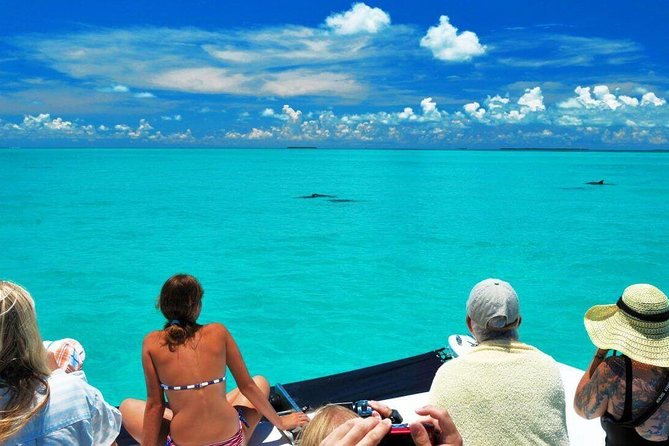Key West Dolphin Watch and Snorkel Tour - Eco Adventure - What the crew does well, and where the experience varies