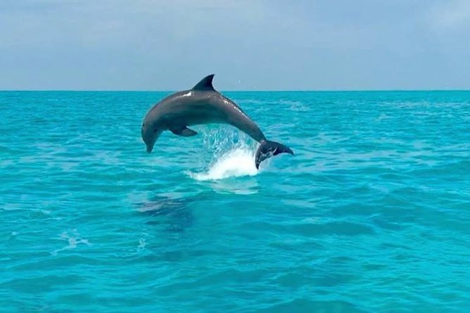Key West Dolphin Watch and Snorkel Tour - Eco Adventure - My call: book it for the dolphins, treat snorkeling as a bonus