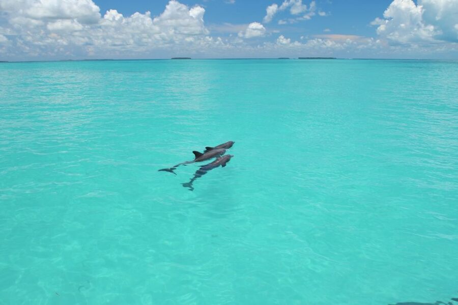 Key West: Dolphin Watching and Snorkeling Eco Cruise Tour - Searching for bottlenose dolphins in the Gulf