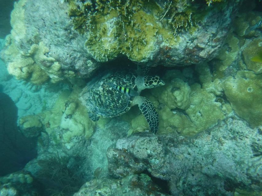 Key West: Dolphin Watching and Snorkeling Sunset Cruise - FAQ