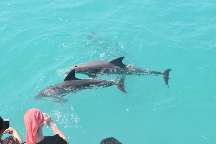Key West: Dolphin Watching and Snorkeling Sunset Cruise - Dolphins first, sunset later