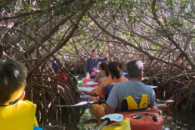 Key West Mangrove Kayak Eco Tour - What you may see beneath the kayak