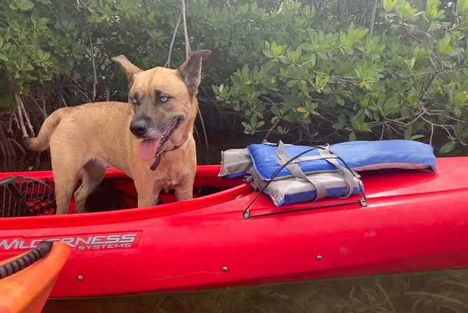 Key West Mangrove Kayak Eco Tour - Weather, heat, and what to wear