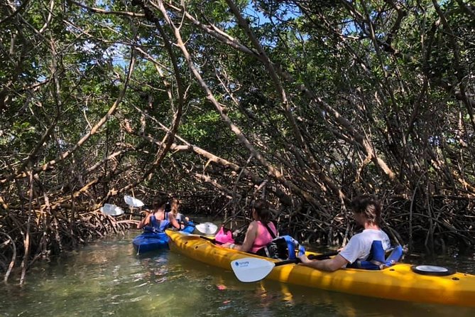 Key West Mangrove Kayak Eco Tour - A relaxed two hours on the water