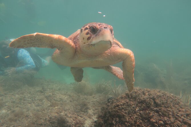 Key West SNUBA Experience - What you might see underwater