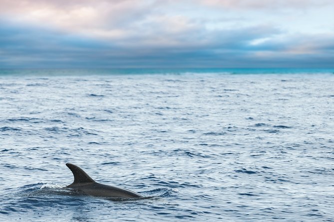 Key West Sunset Sail: Dolphin Watching, Wine, and Tapas - Leaving Key West Historic Seaport
