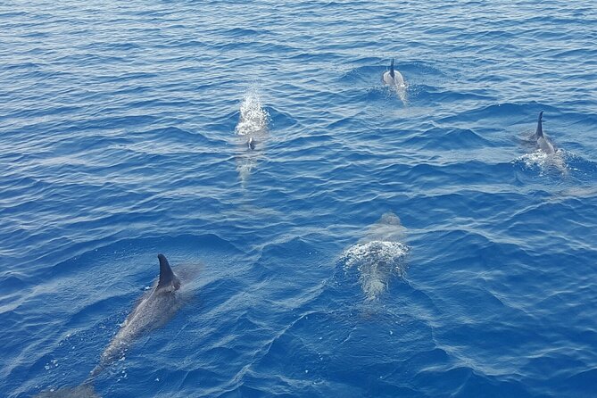 Key West Sunset Sail: Dolphin Watching, Wine, and Tapas - Is $89 a fair price?