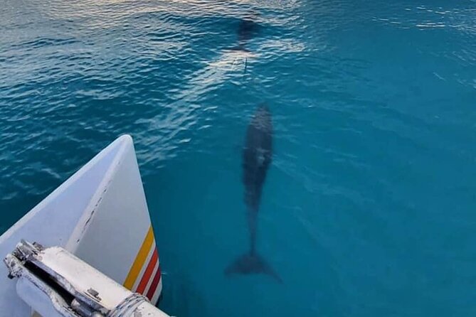 Key West Sunset Sail: Dolphin Watching, Wine, and Tapas - Looking for dolphins along Key West’s open water