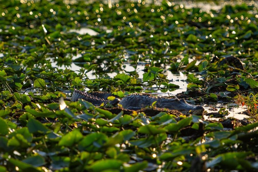 Kissimmee: Boggy Creek Airboat Ride with Optional Meal - Price, timing, and getting there