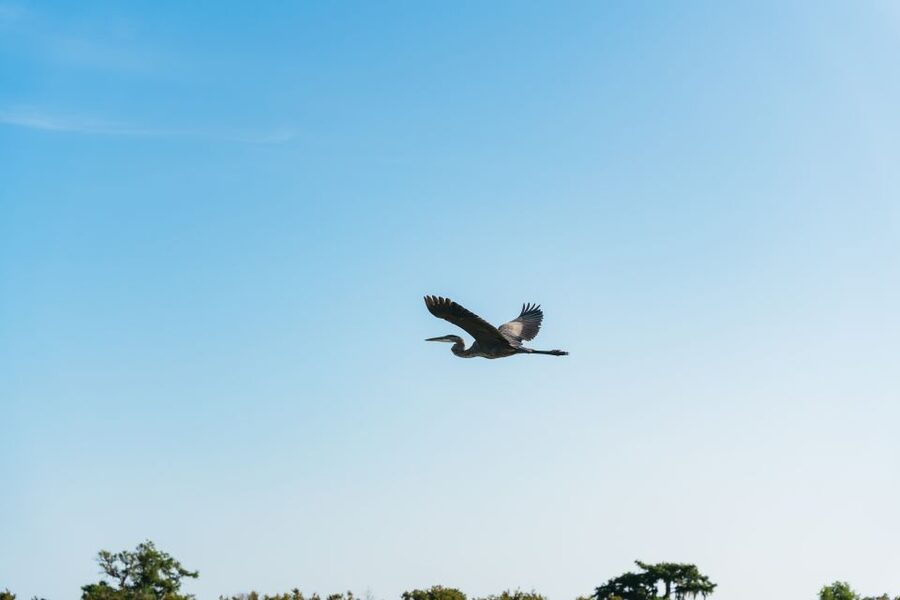 Kissimmee: Everglades Airboat Adventure Tour - From Kissimmee streets to open Florida marsh
