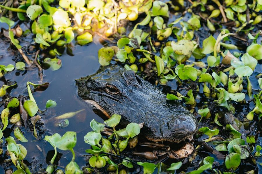Kissimmee: Everglades Airboat Adventure Tour - Birds, plants, and the wider wetland