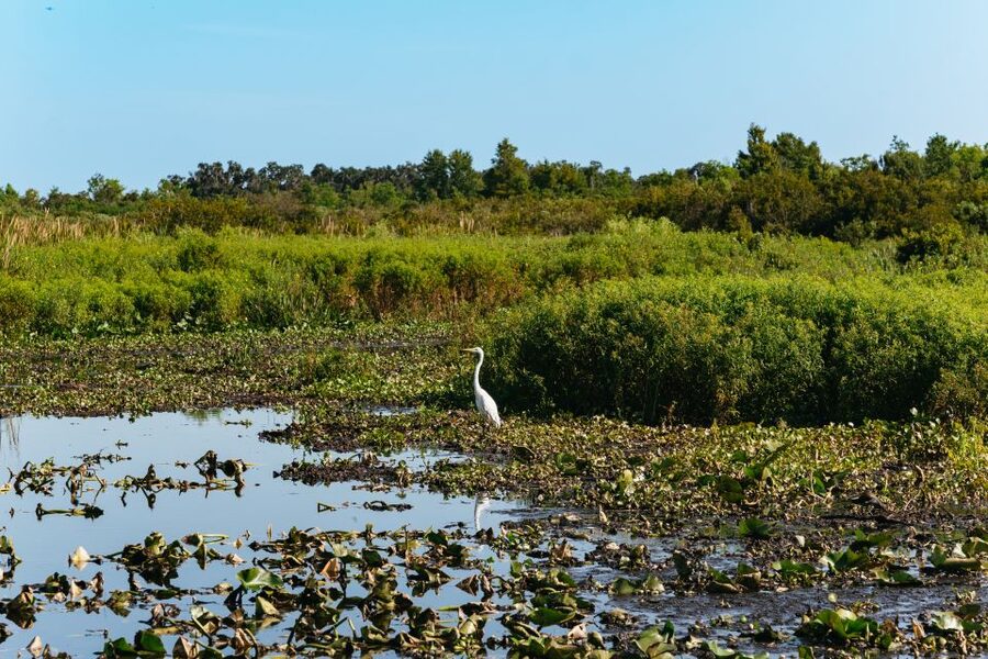 Kissimmee: Everglades Airboat Adventure Tour - Is $70 good value?