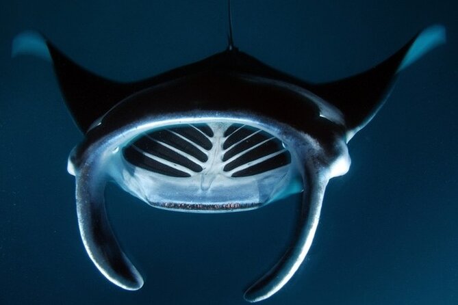 Kona Manta Ray Night Snorkel Adventure! Small Group - Holding the light board while mantas feed