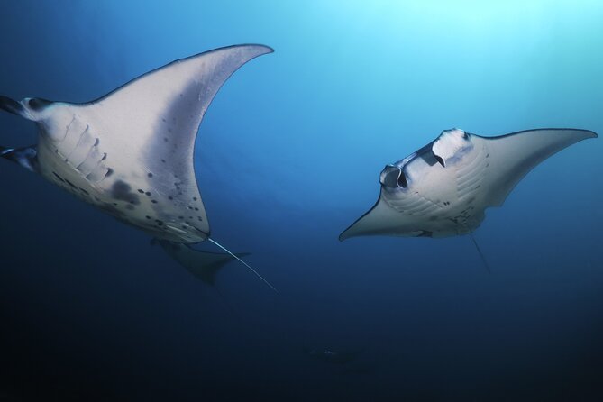 Kona Manta Ray Night Snorkel Adventure! Small Group - Is $83.95 a fair price?