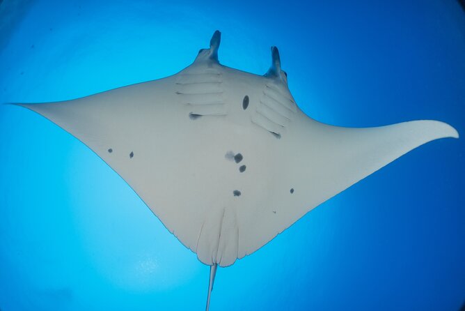 Kona Manta Ray Night Snorkel Adventure! Small Group - The fast zodiac ride to the viewing site