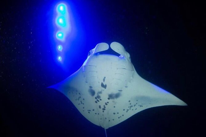 KONA Manta Ray Night Snorkel - FREE re-ride if no Sightings - What the 25 to 30 minutes in the water feels like