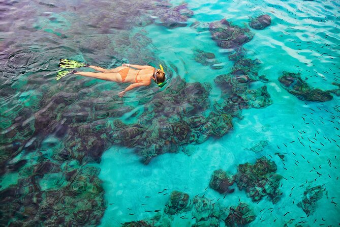 Kona Snorkel Tour: Captain Cook Reef Snorkel, Dolphin & Sea Caves - Dolphins and whales: enjoy the surprise, not the promise