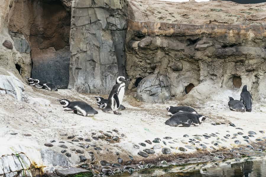 LA: Aquarium of the Pacific Skip-the-Line Entry - Penguin watching at the June Keyes Penguin Habitat