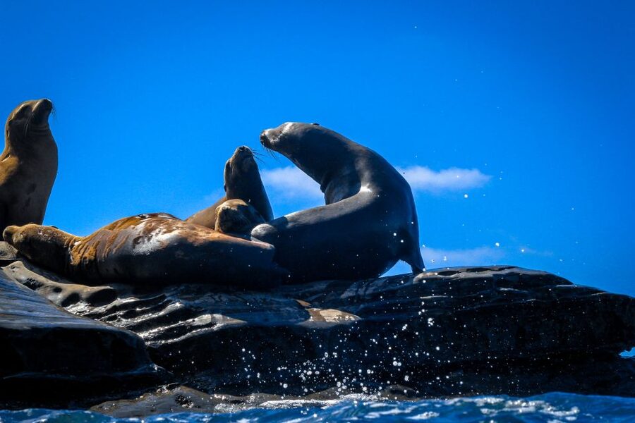 La Jolla: 2-Hour Kayak Tour of the 7 Caves - The guides are a big part of the value