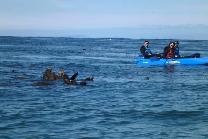 La Jolla Sea Caves Kayak Tour For Two (Tandem Kayak) - What you see along the rocky coastline