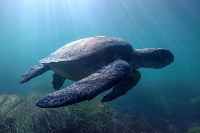 La Jolla Sea Caves Kayak Tour For Two (Tandem Kayak) - The price and what you receive