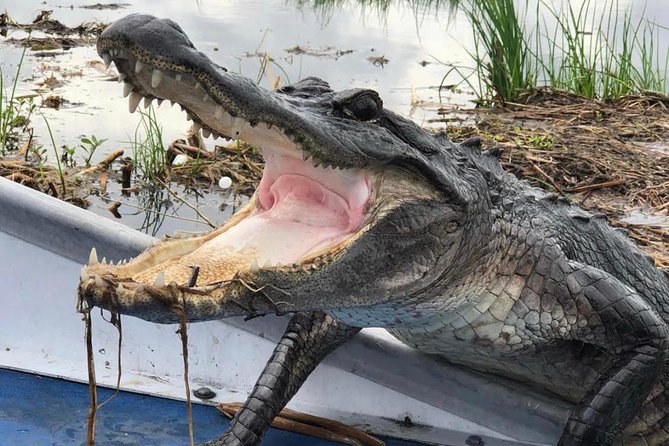Large Airboat Swamp Tour with Transportation from New Orleans - Why the Captains Matter