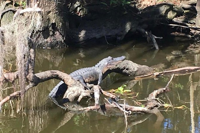 Large Airboat Swamp Tour with Transportation from New Orleans - Who Should Book This Airboat Tour?