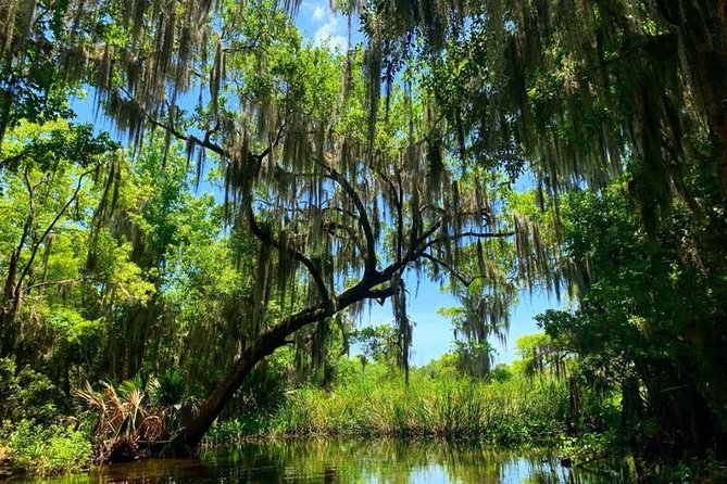 Large Airboat Swamp Tour with Transportation from New Orleans - Finding Alligators, Herons, Eagles, and Turtles