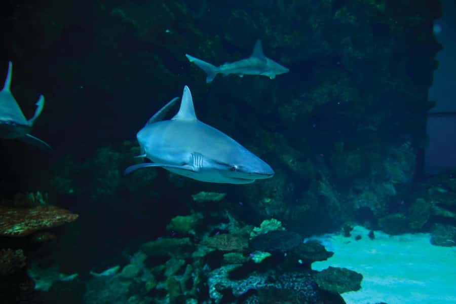 Las Vegas: Shark Reef Aquarium Entry Ticket - FAQ