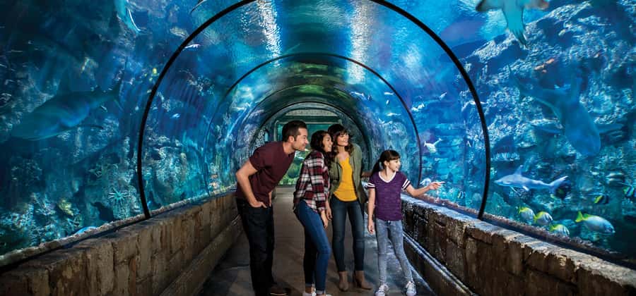 Las Vegas: Shark Reef Aquarium Entry Ticket - The touch pool is the most hands-on stop