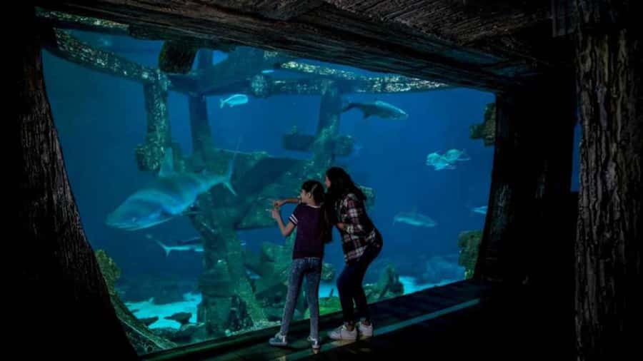 Las Vegas: Shark Reef Aquarium Entry Ticket - Undersea Explorer adds motion, but only for a few minutes