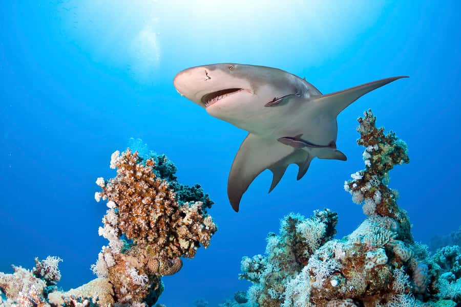 Las Vegas: Shark Reef Aquarium Entry Ticket - Is $29 a fair price for the time inside?