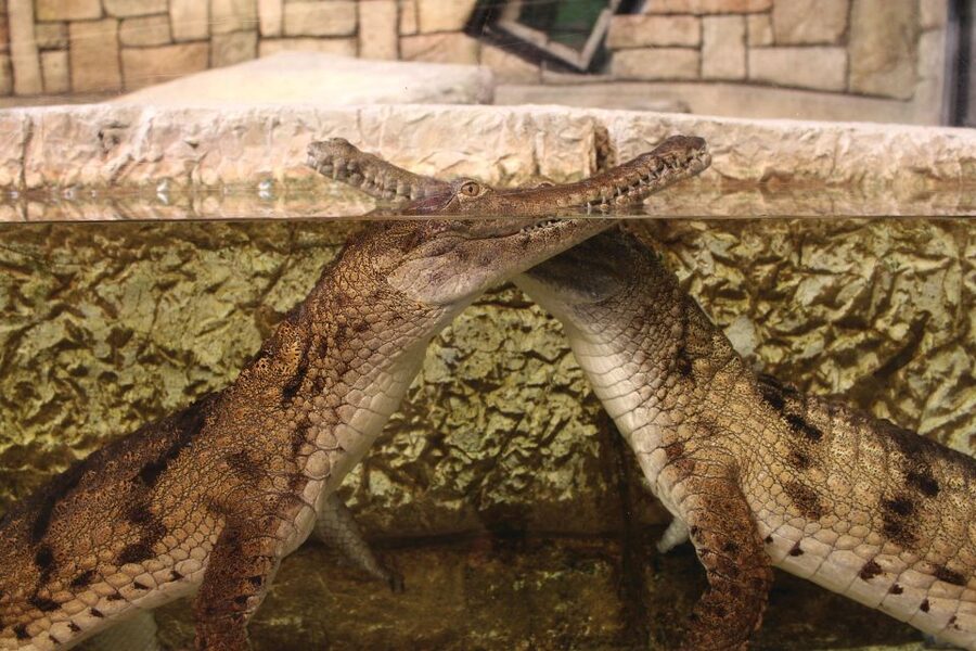 Las Vegas: Shark Reef Aquarium Entry Ticket - When to go and how to manage the crowds