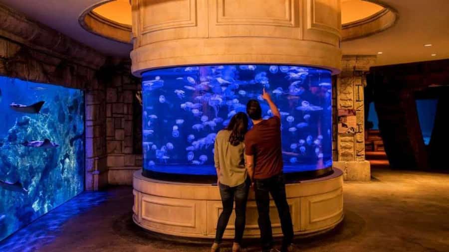 Las Vegas: Shark Reef Aquarium Entry Ticket - Who will enjoy Shark Reef most?