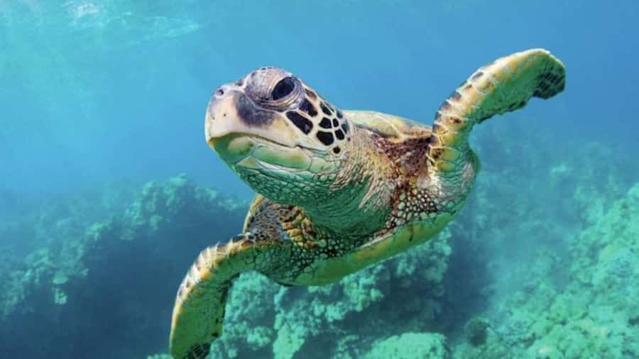 Las Vegas: Shark Reef Aquarium Entry Ticket - Fourteen exhibits, packed into a short route