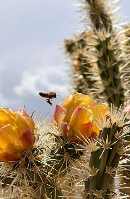 Las Vegas: Small Group Grand Canyon Skywalk, Hoover Dam Tour - Picnic lunch with canyon views