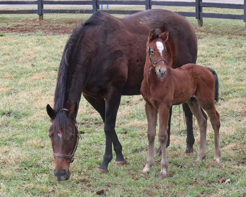 Lexington: Thoroughbred Horse Farm Tour and Scenic Bluegrass - Working Thoroughbred farms and close encounters with horses