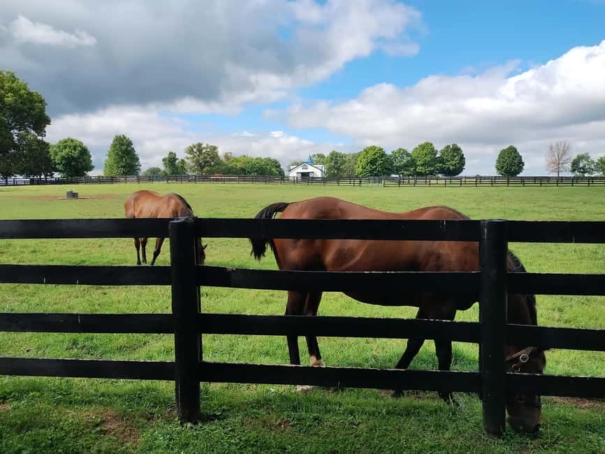 Lexington: Thoroughbred Horse Farm Tour and Scenic Bluegrass - What the guides add to the experience