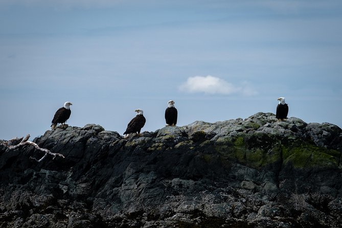 Lighthouse, Totems & Eagles Excursion (Ketchikan) - Key points to know before booking