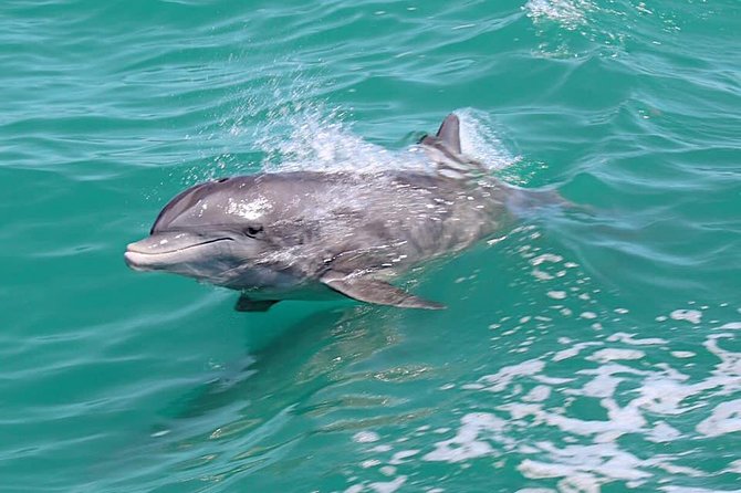 Little Toot Dolphin Adventure at Clearwater Beach - Why the Wake Makes This Dolphin Trip Special