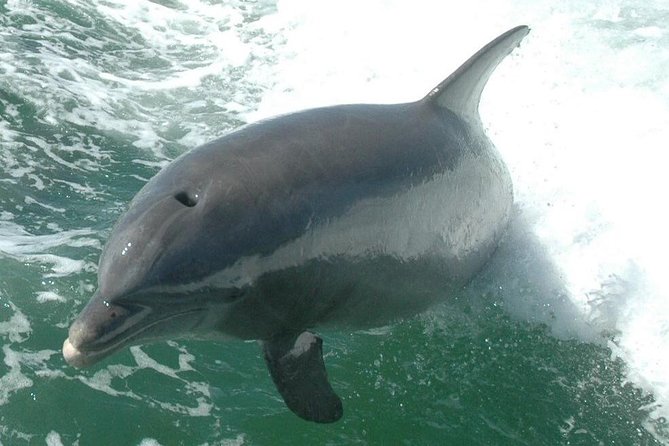 Little Toot Dolphin Adventure at Clearwater Beach - Your Best Chance at Clear Dolphin Views