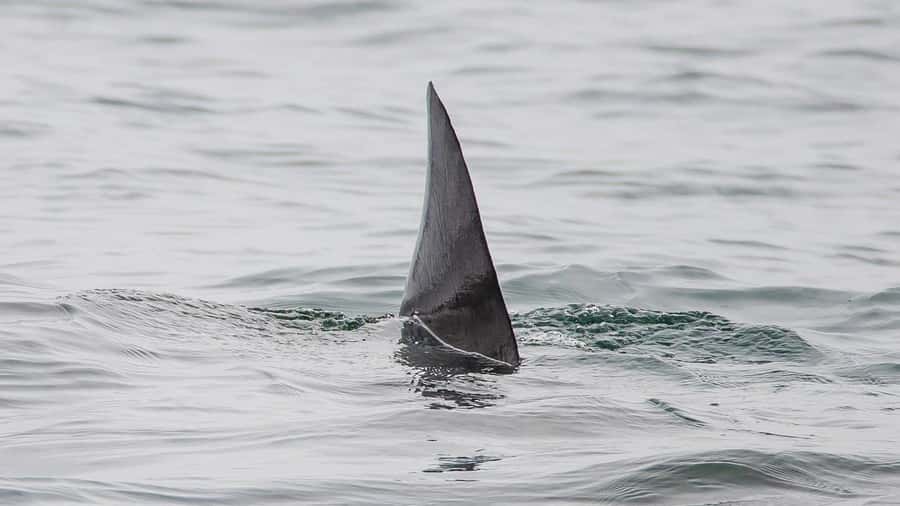 Long Beach: Whale and Dolphin Watching Cruise - Booking details worth keeping in mind