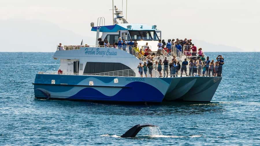 Long Beach: Whale and Dolphin Watching Cruise - Leaving Long Beach with the Harbor Breeze fleet