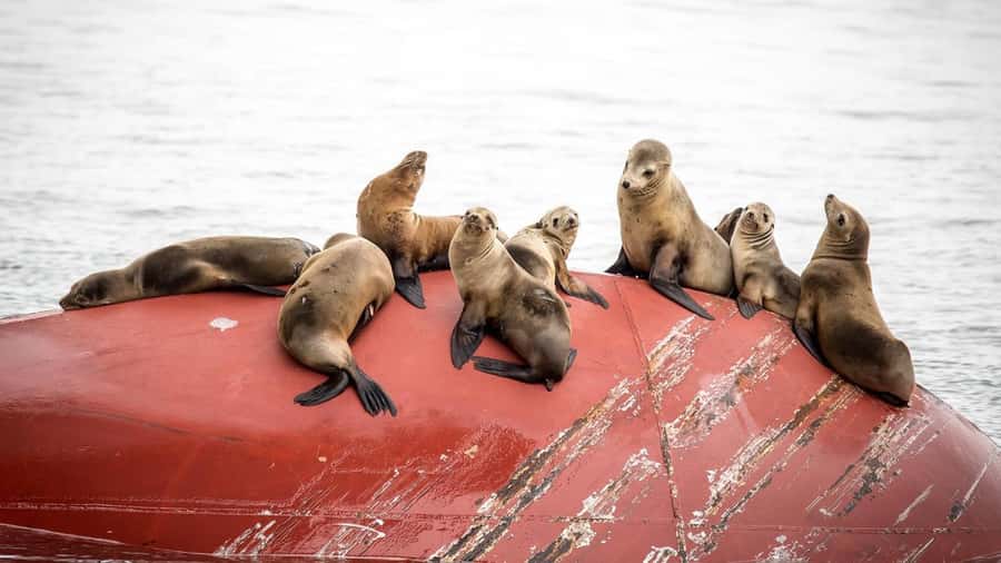 Long Beach: Whale and Dolphin Watching Cruise - Why the catamaran is important